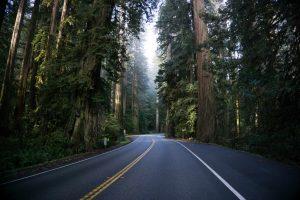 Eureka Redwood Highway