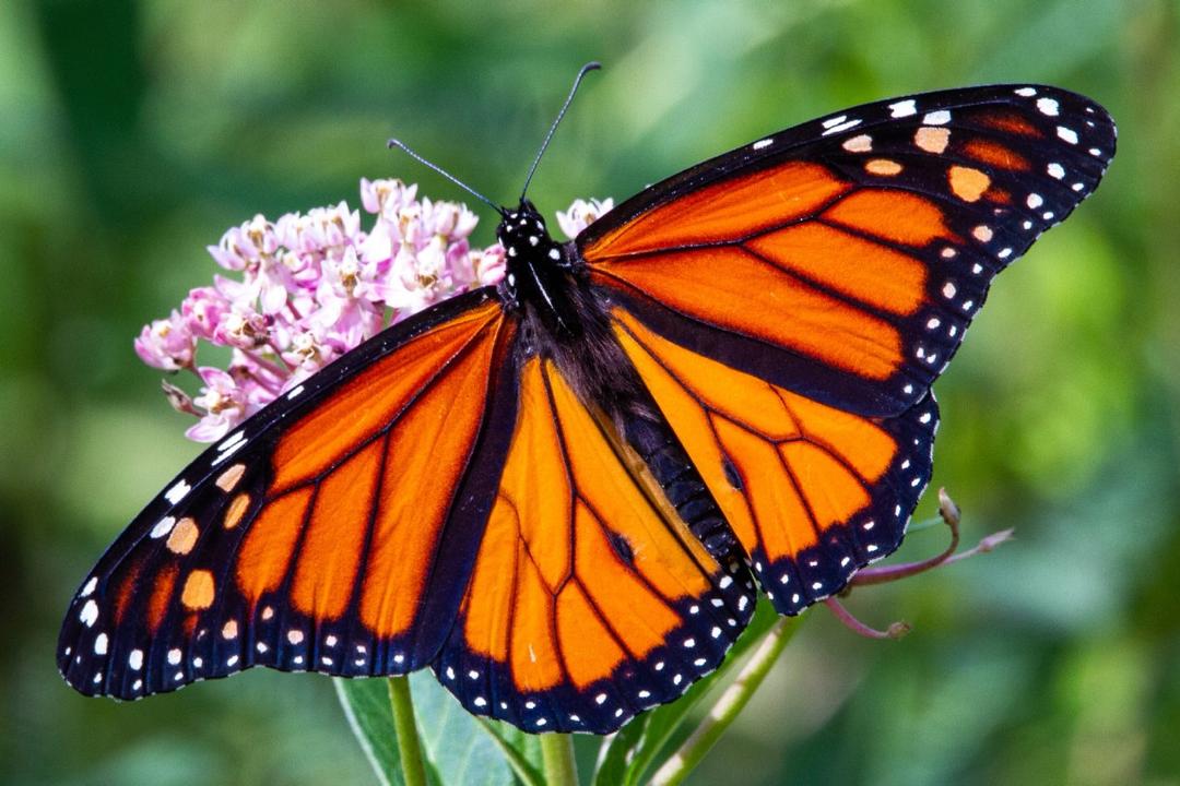 High Point-NC-All-A-Flutter-Butterfly-Farm
