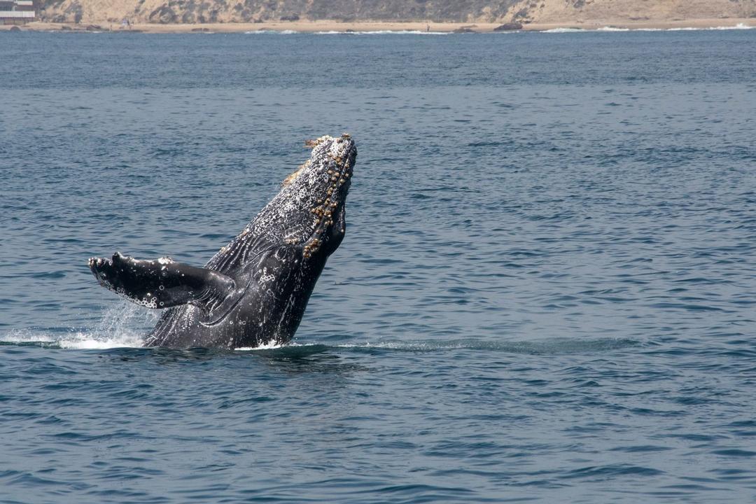 Monterey Whales-Pacific-Ocean