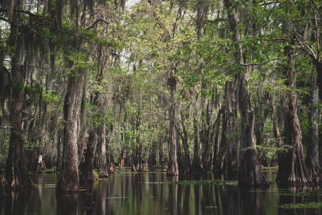 Mount Vernon-Twin-Swamps-Nature-Preserve